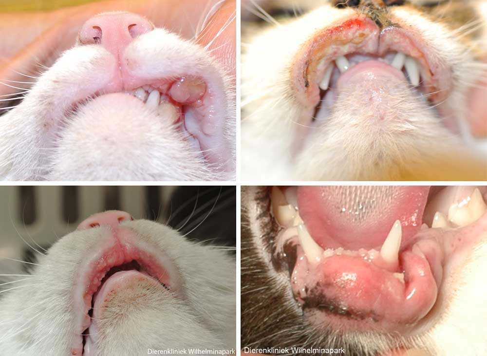 Een kat met een eosinofiel probleem. Foto Dierenkliniek Wilhelminapark utrecht